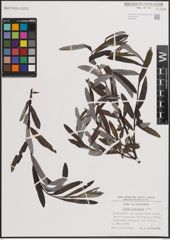Foto von Salix eleagnos Scop.